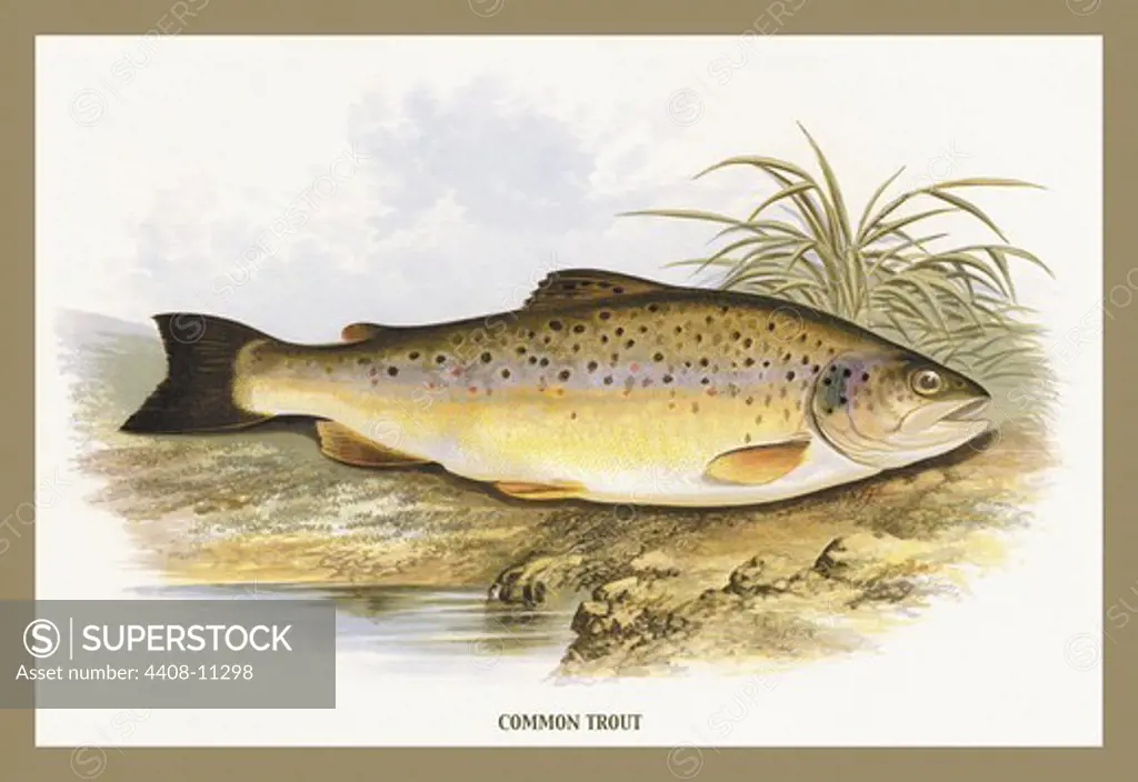 Common Trout, Fish & Fishing