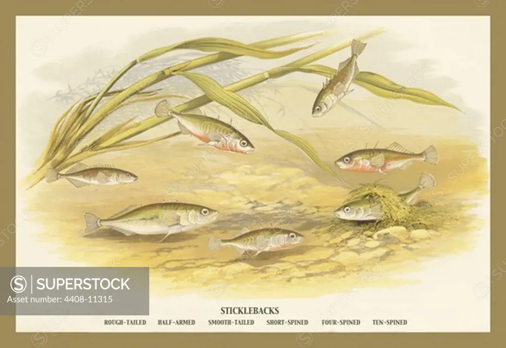 Sticklebacks, Fish & Fishing