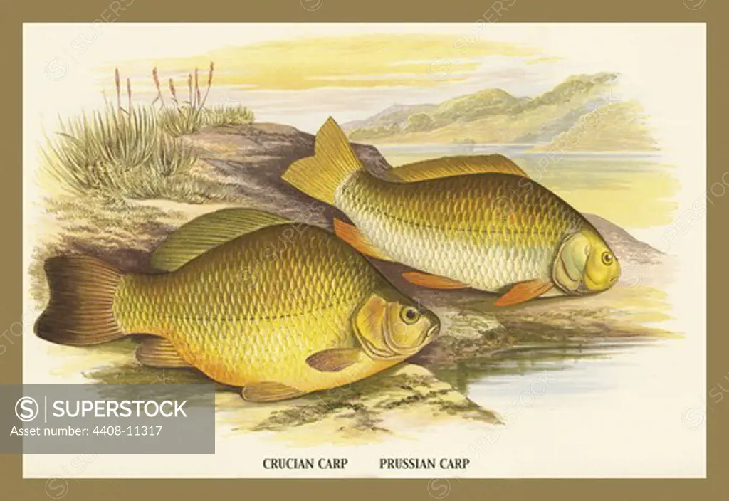 Crucian and Prussian Carp, Fish & Fishing