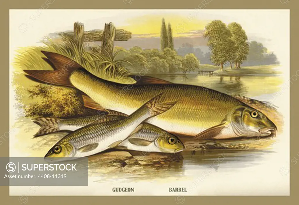 Gudgeon and Barbel, Fish & Fishing