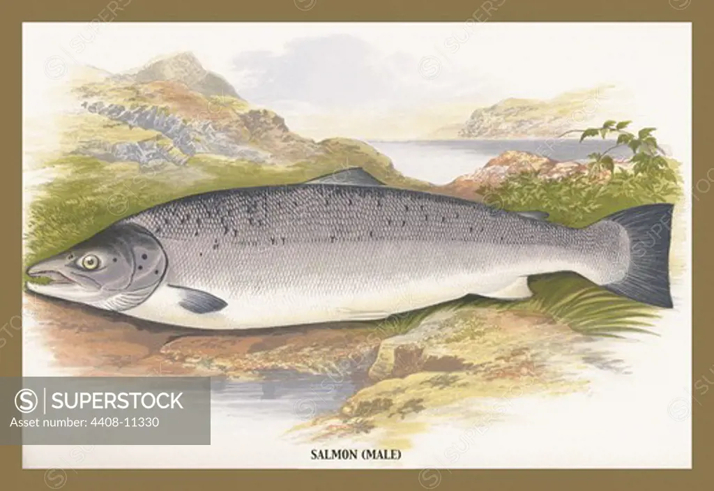 Salmon (Male), Fish & Fishing