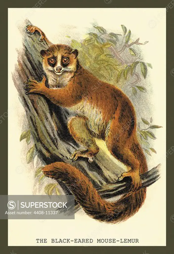 Black-Eared Mouse Lemur, Naturalist Illustration - Jardine
