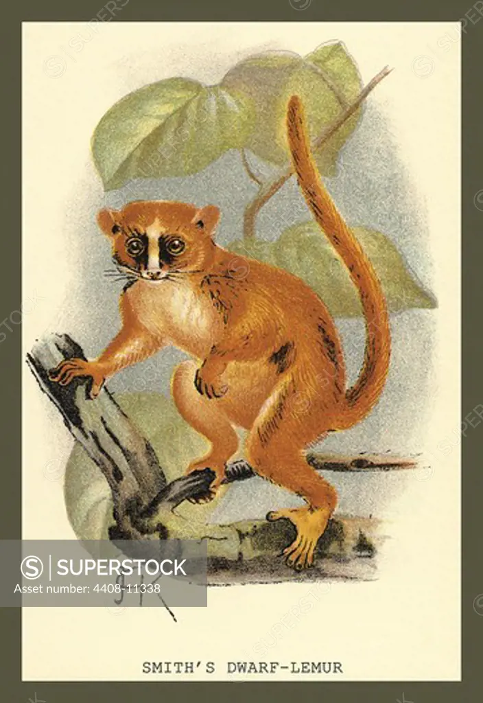 Smith's Dwarf-Lemur, Naturalist Illustration - Jardine