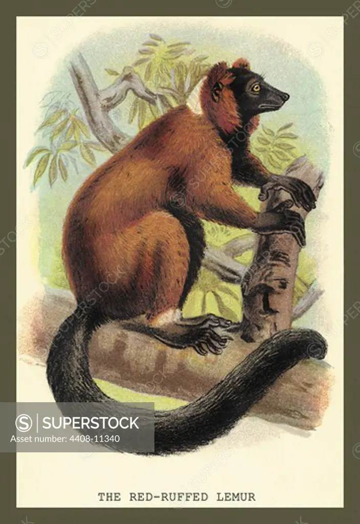Red-Ruffed Lemur, Naturalist Illustration - Jardine