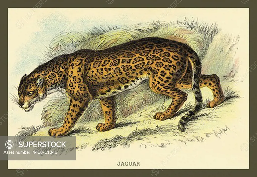 Jaguar, Naturalist Illustration - Jardine