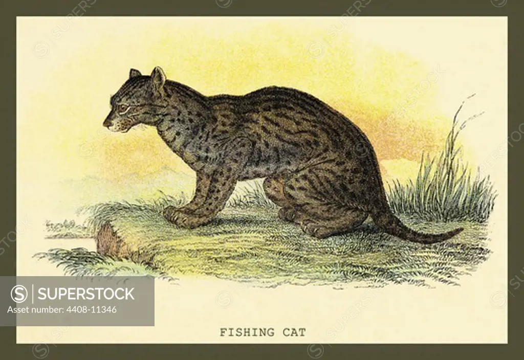 Fishing Cat, Naturalist Illustration - Jardine