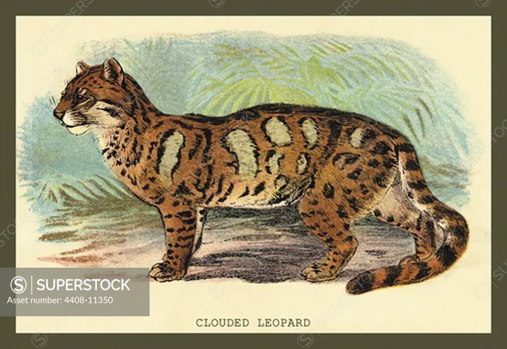 Clouded Leopard, Naturalist Illustration - Jardine
