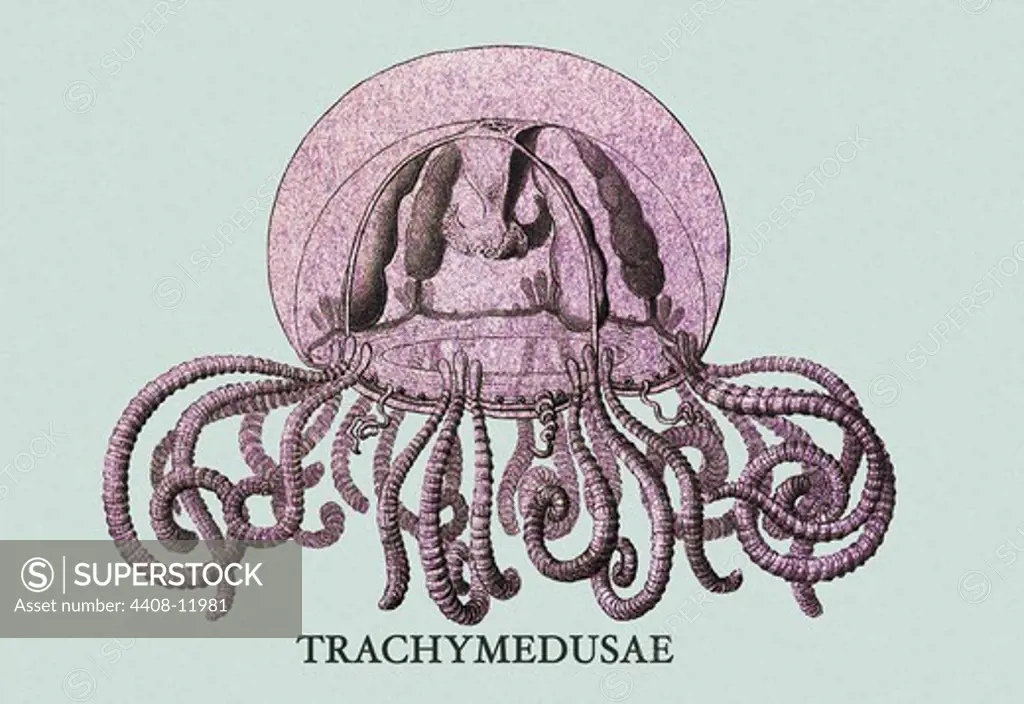 Jellyfish: Trachymedusae #1, Jelly Fish