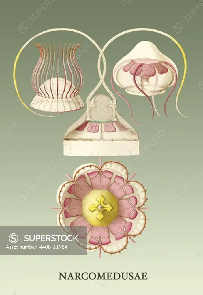 Jellyfish: Narcomedusae, Jelly Fish