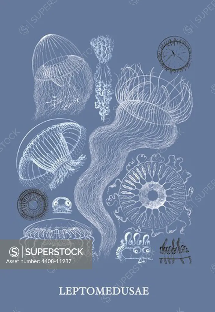 Jellyfish: Leptomedusae, Jelly Fish