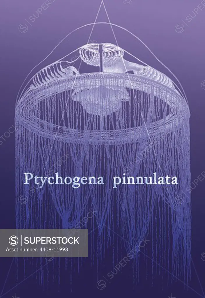Jellyfish: Ptychogena Pinnulata, Jelly Fish