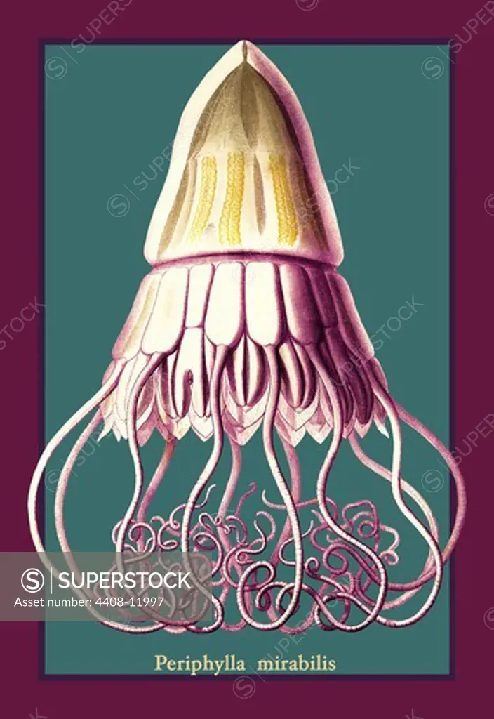 Jellyfish: Periphylla Mirabilis #2, Jelly Fish