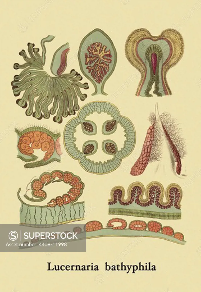 Jellyfish: Lucernaria Bathyphila, Jelly Fish