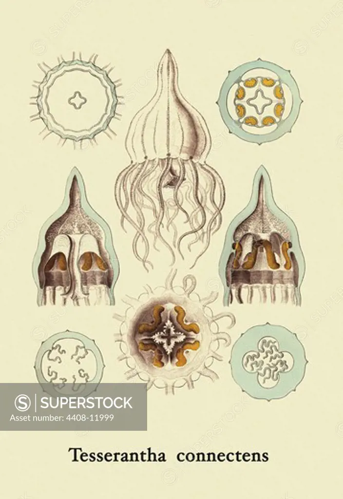 Jellyfish: Tesserantha Connectens, Jelly Fish