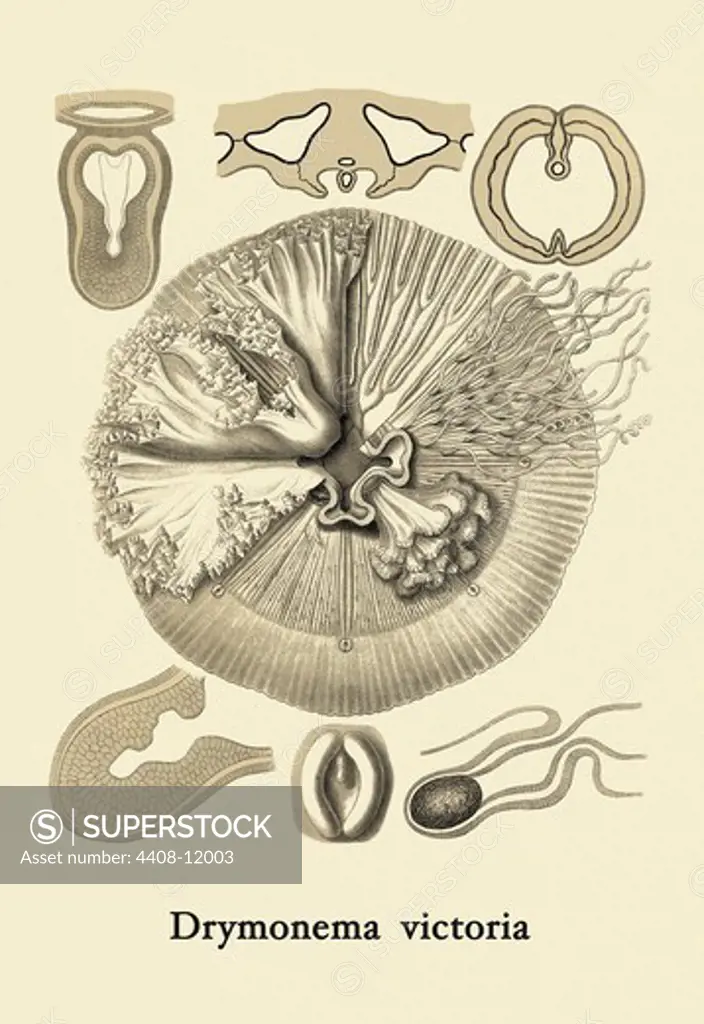 Jellyfish: Drymonema Victoria, Jelly Fish