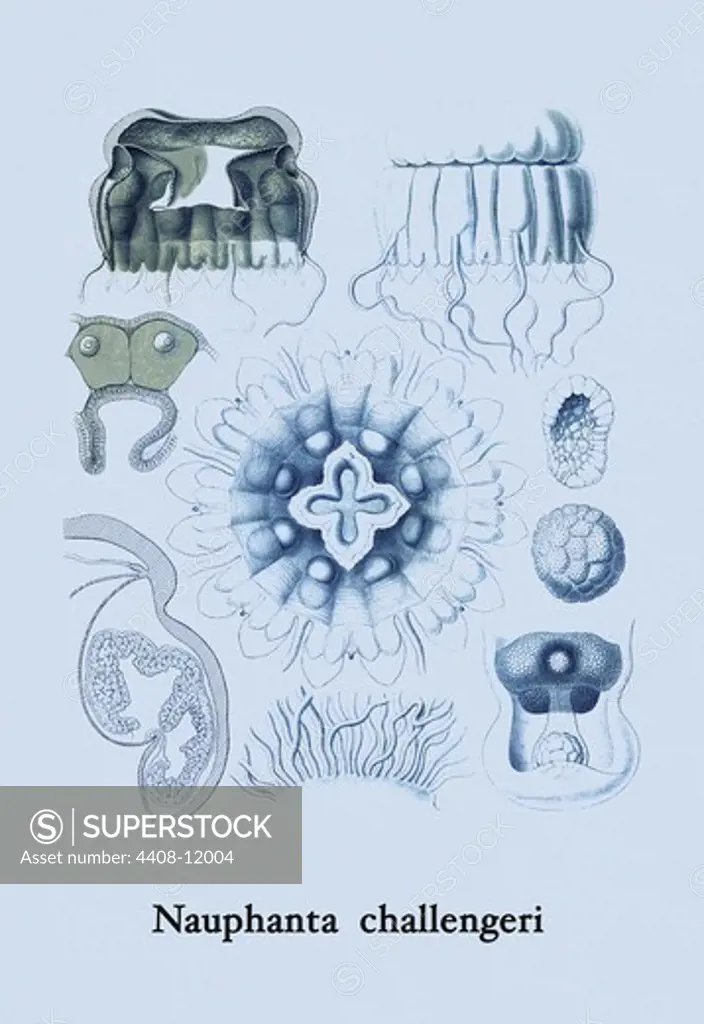 Jellyfish: Nauphanta Challengeri #2, Jelly Fish