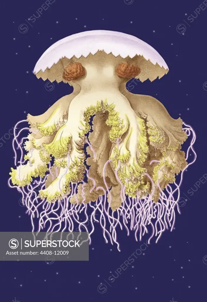 Astro-Jellyfish, Jelly Fish