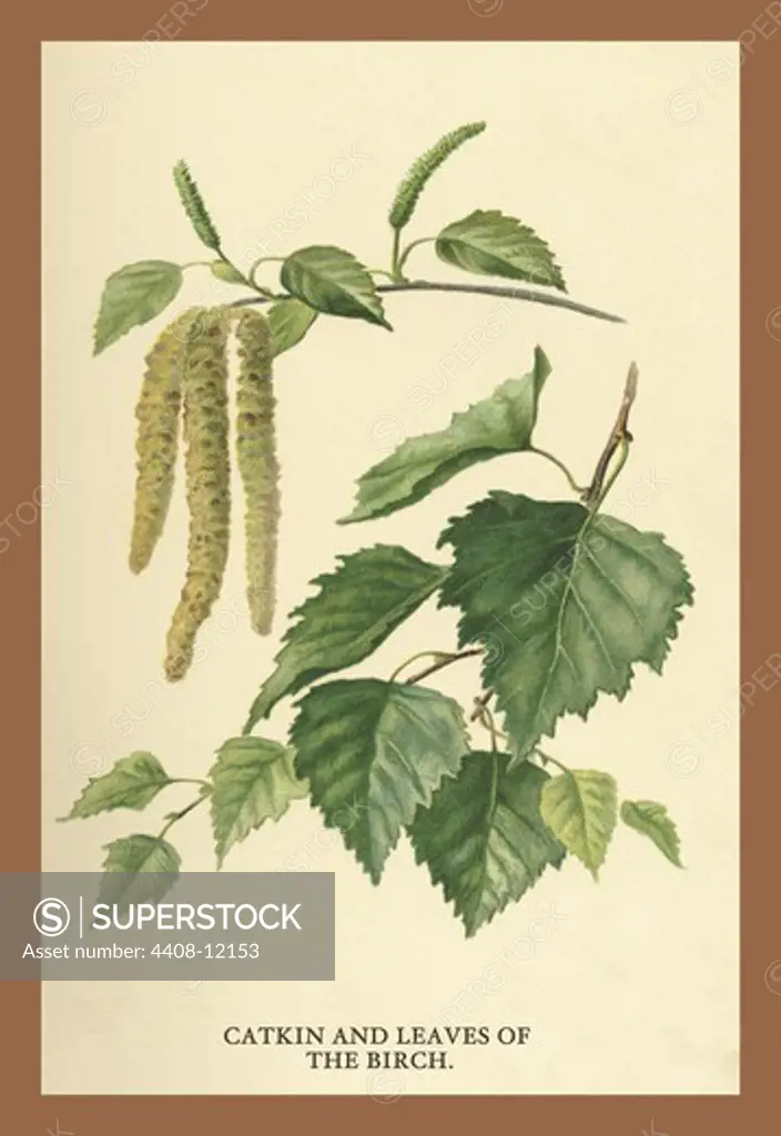Catkin & Leaves of the Birch, Trees