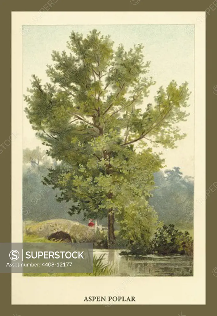 Aspen Poplar, Trees