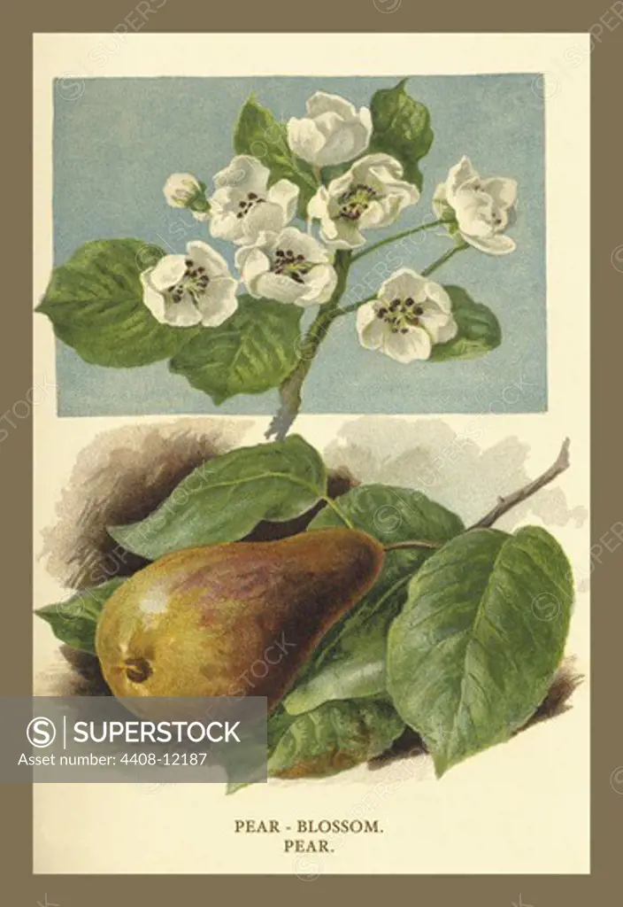 Pear-Blossom. Pear., Trees