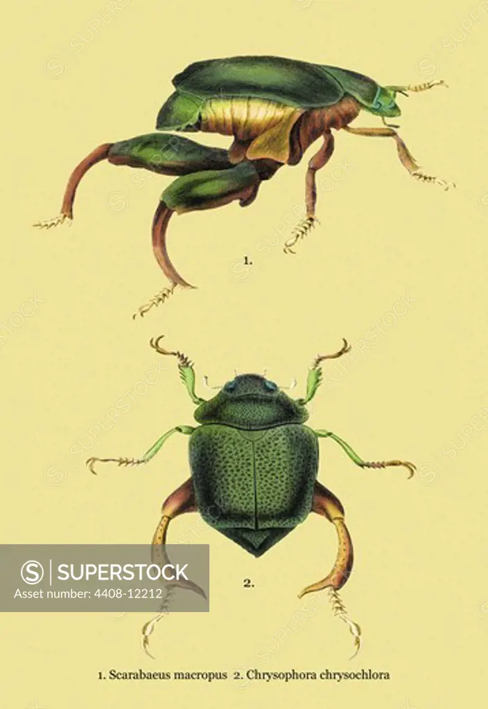 Beetles: Scarabaeus Macropus and Chrysophora Chrysochlora #2, Insects - Beetles