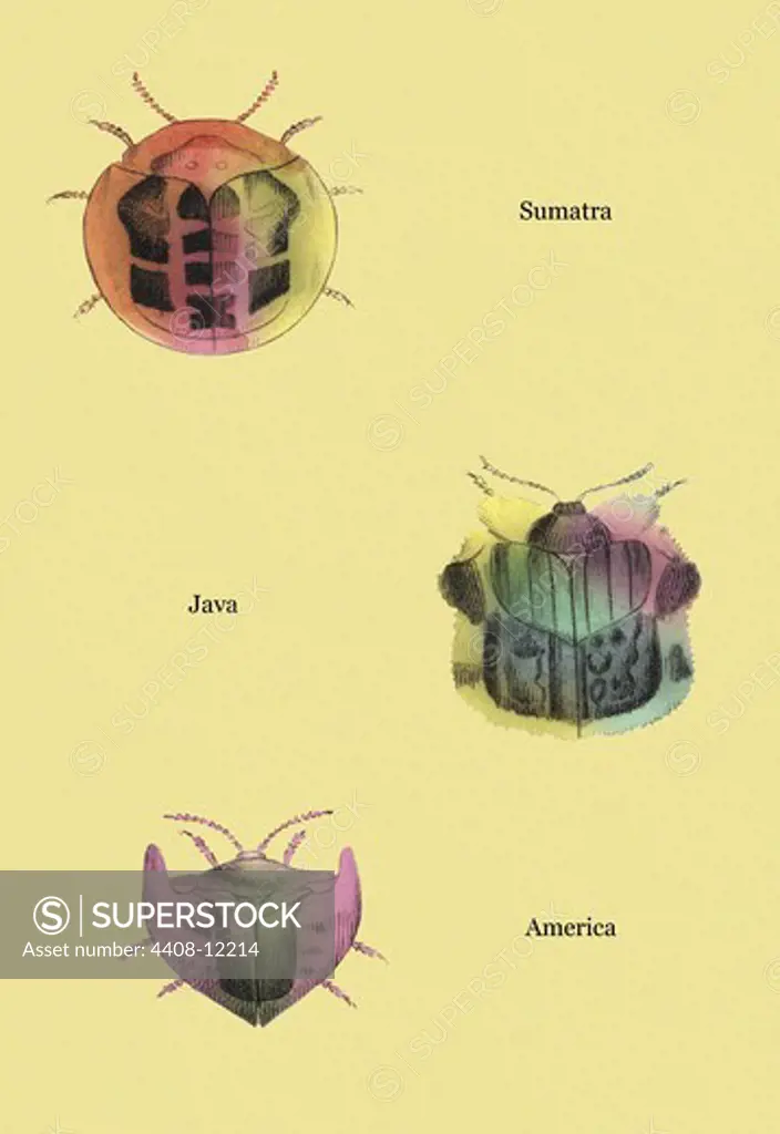 Beetles of Sumatra, Java and America #2, Insects - Beetles