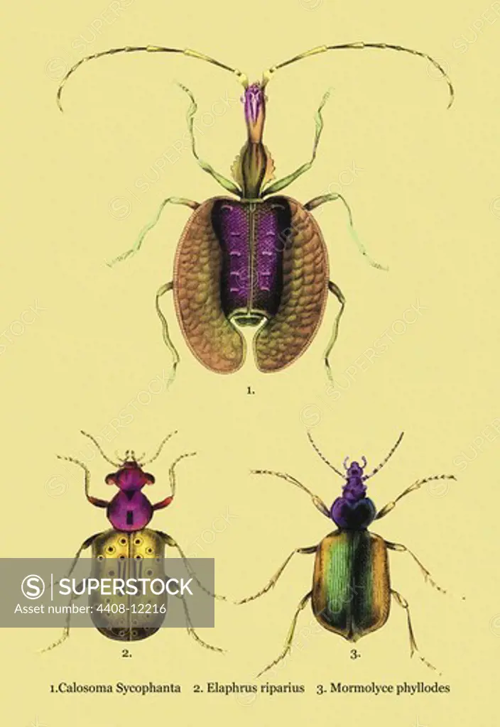 Beetles: Calosoma Sycophanta, Elaphrus Raperius et al. #2, Insects - Beetles
