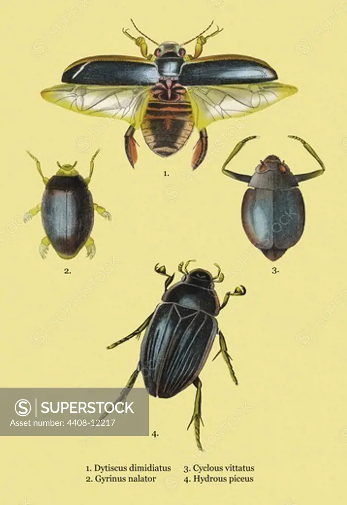 Beetles: Dytiscus Dimidiatus, Gyrinus Nalator et al. #2, Insects - Beetles