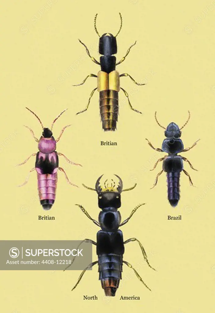 Beetles from Britain, Brazil, and North America #2, Insects - Beetles