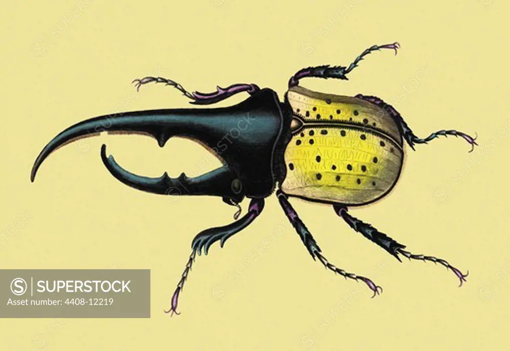 Horned Beetle #2, Insects - Beetles