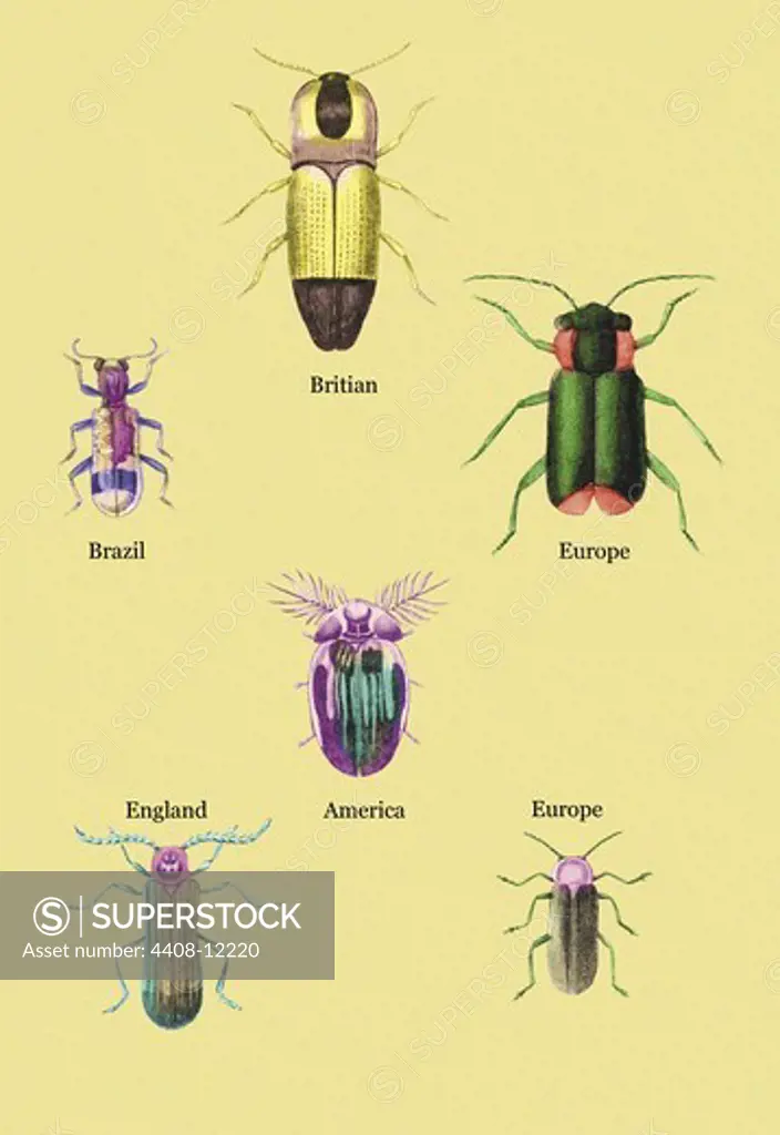 Beetles of America, Britain, Brazil, England and Europe #2, Insects - Beetles