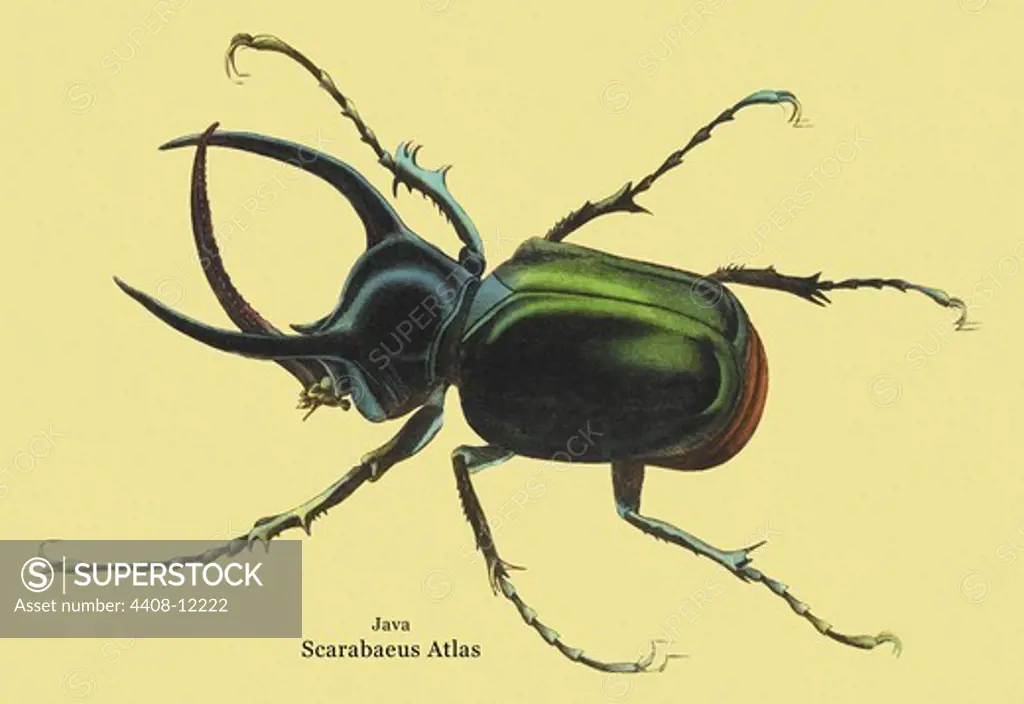 Beetle: Scarabaeus Atlas of Java #2, Insects - Beetles