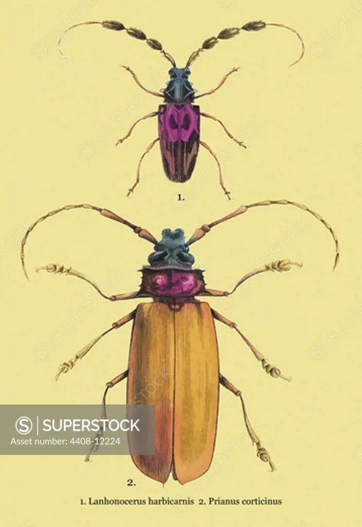 Beetles: Prianus Corticinus and Lanhonocerus Harbicarnis #2, Insects - Beetles