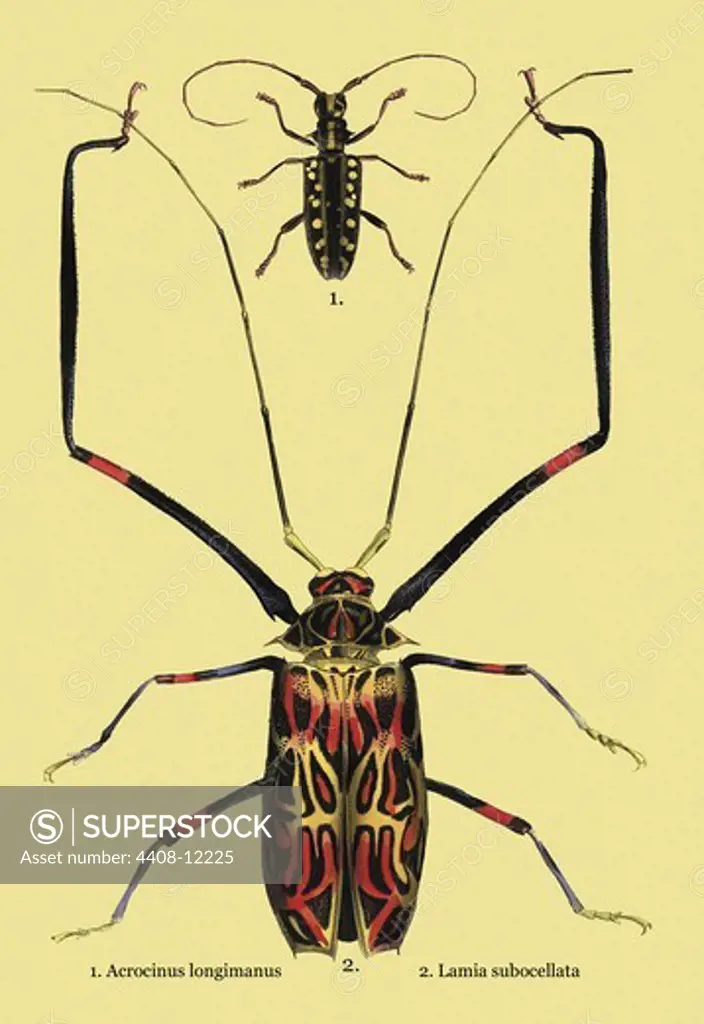 Beetles: Acrocinus Longimanus and Lamia Subocellata #2, Insects - Beetles