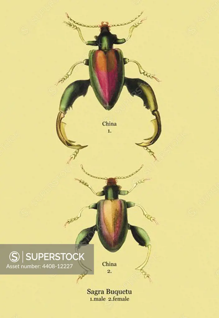 Beetle: Chinese Sagra Buquetu #2, Insects - Beetles