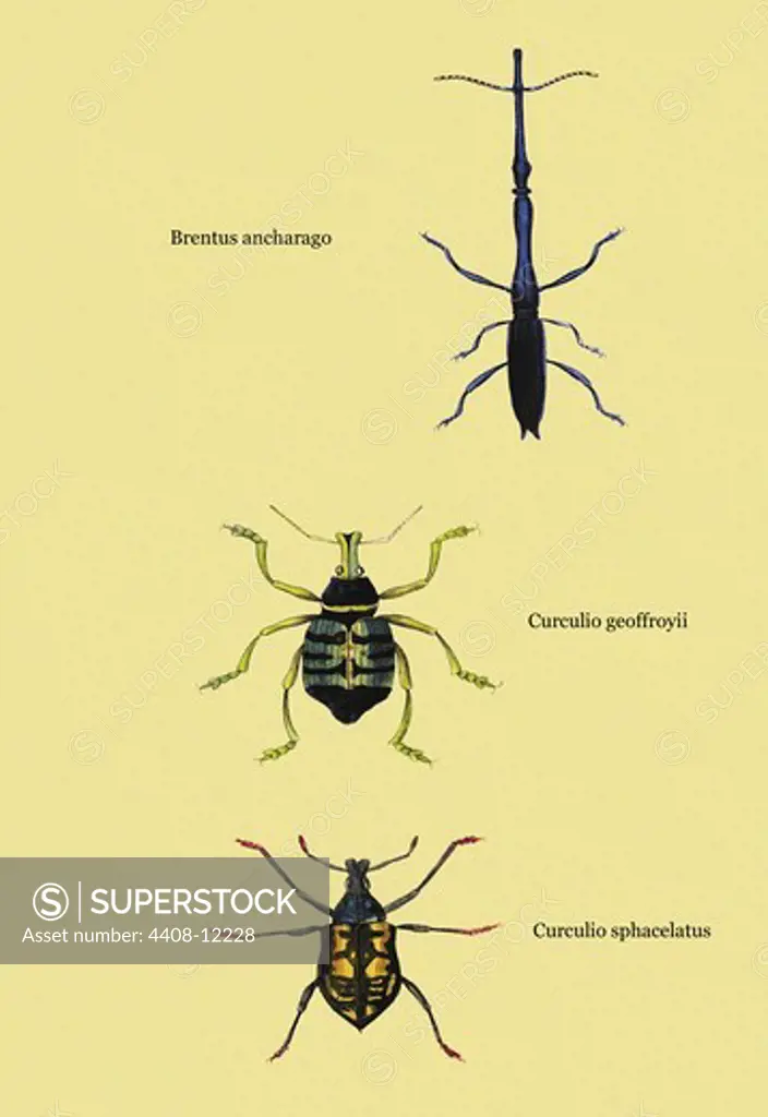Beetles: Brentus Anchorago, Curculio Geoffroyii et al. #2, Insects - Beetles