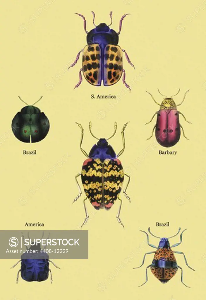 Beetles of Barbary and the Americas #2, Insects - Beetles