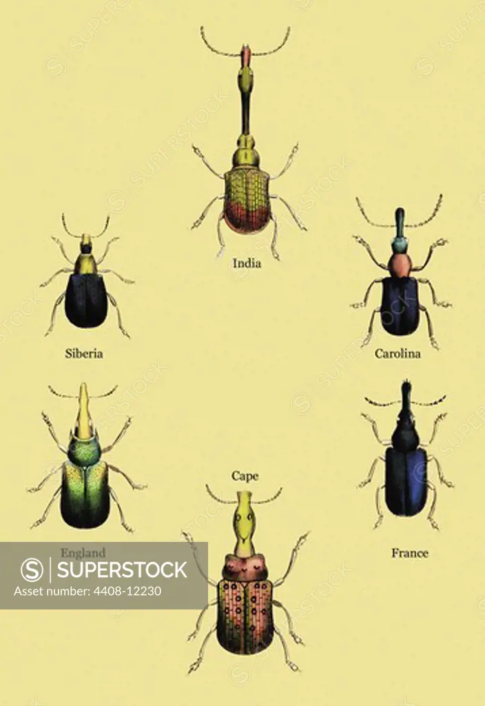 Beetles From Around the World #2, Insects - Beetles
