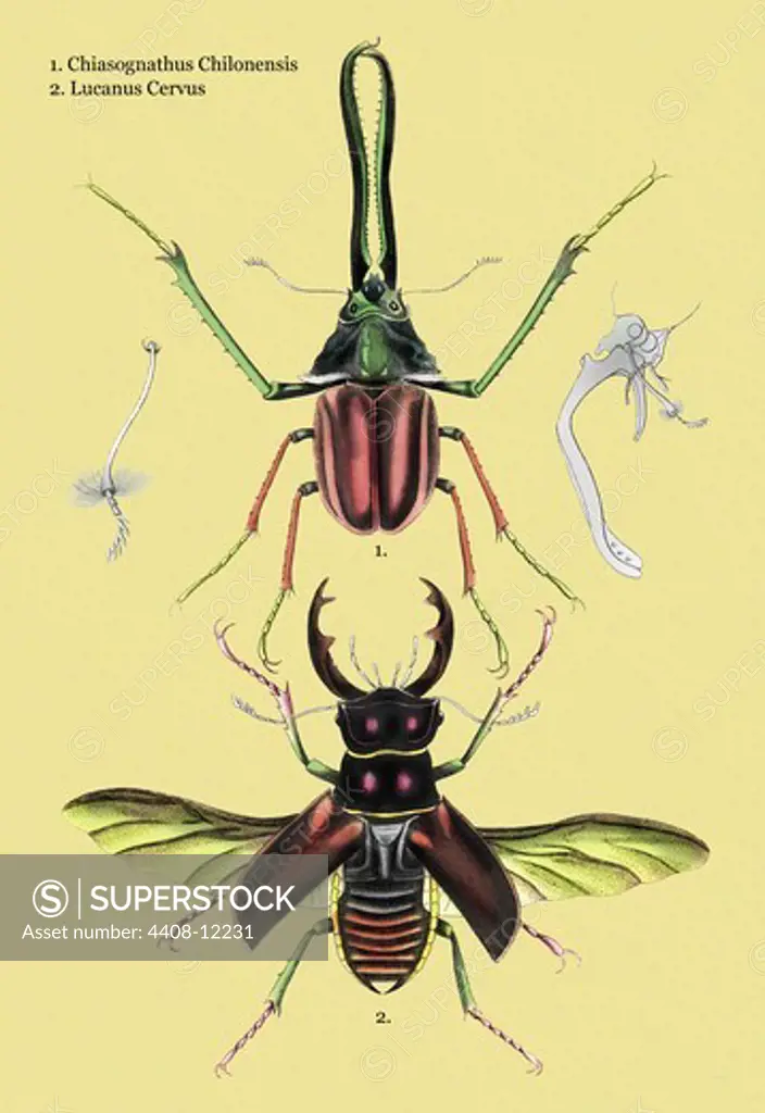 Beetles: Chiasognathus Chiloensis and Lucanus Cervus #2, Insects - Beetles