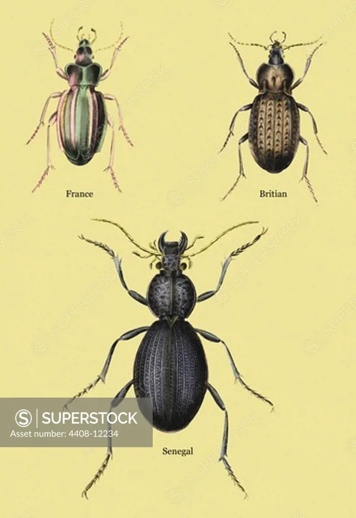 Beetles of Senegal, Britain and France #2, Insects - Beetles