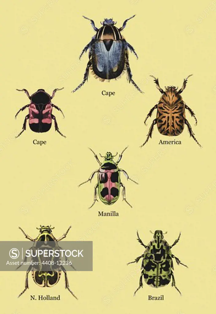 Beetles of Cape, America, Manilla, N. Holland and Brazil #2, Insects - Beetles