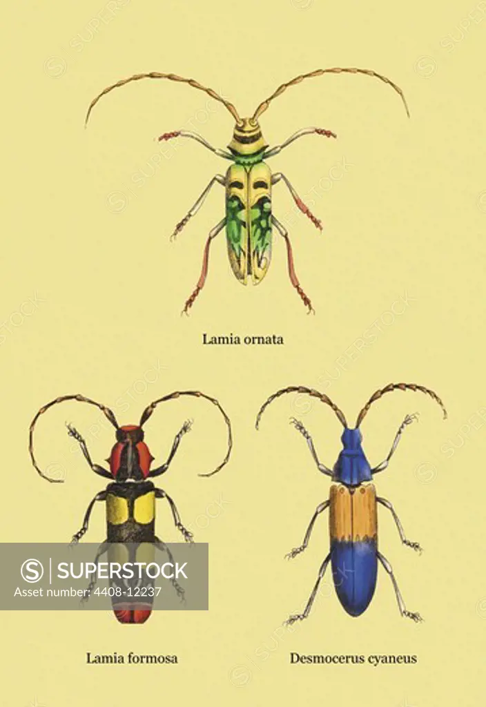 Beetles: Lamia Ornata, L. Formosa and Desmocerus Cyaneus #2, Insects - Beetles