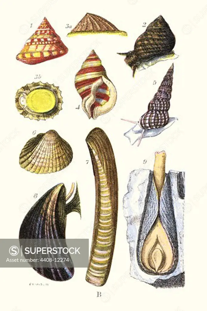 Sea shells: Livid Top, Yellow Periwinkle,Wentletrap, Cockle, Razorshell, Mussel, Aquatic & Marine Life