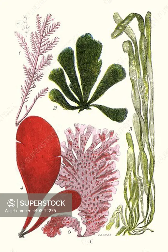 Seaweeds - Common Coralline, Aquatic & Marine Life