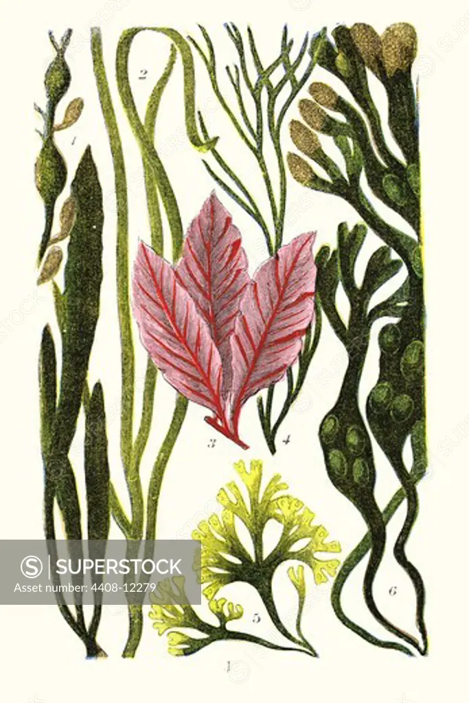 Seaweeds  Grasswrack, Carrageen Moss, Bladder-wrack, Aquatic & Marine Life