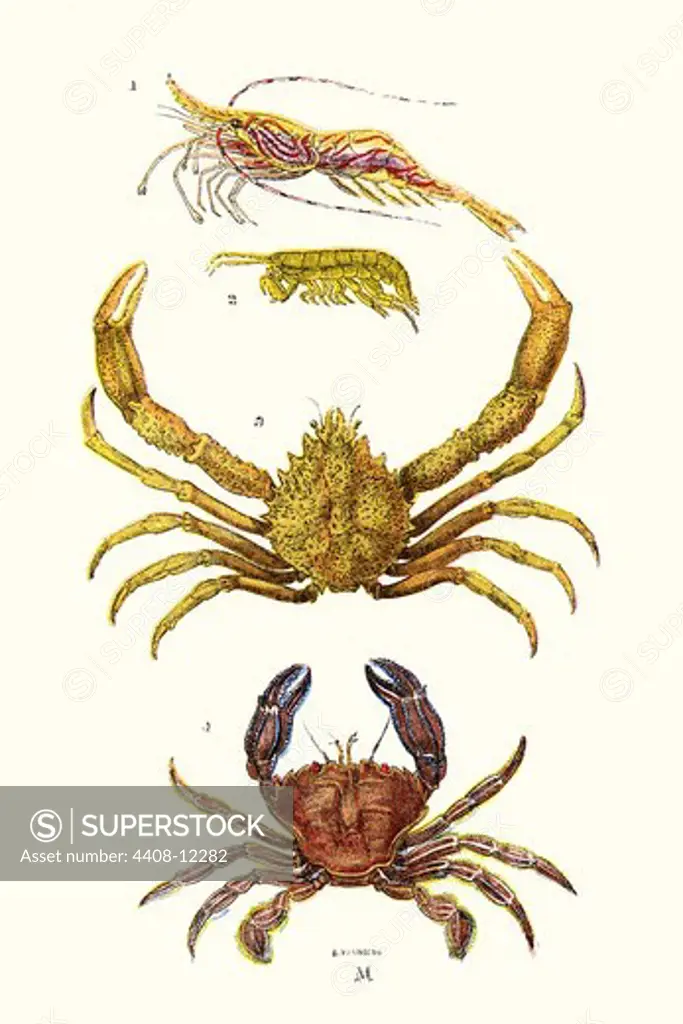 Spider Crab, Sand Skipper, Prawn, Velvet Swimming Crab, Aquatic & Marine Life