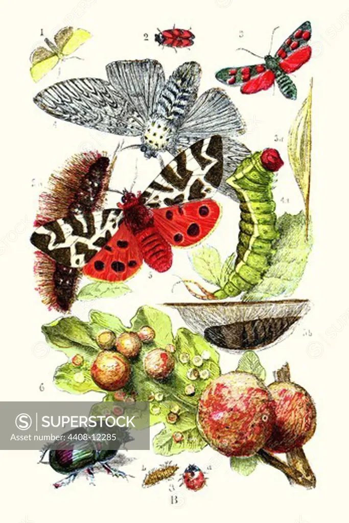 Green Oak Moth, Burnet Moth, Puss Moth, Tiger Moth, Ladybird beetle, Insect Studies