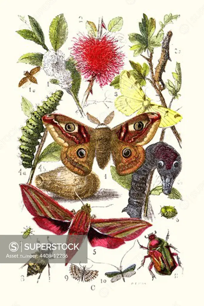 Emperor Moth, Elephant Hawk Moth, Tortoise Beetle, Insect Studies