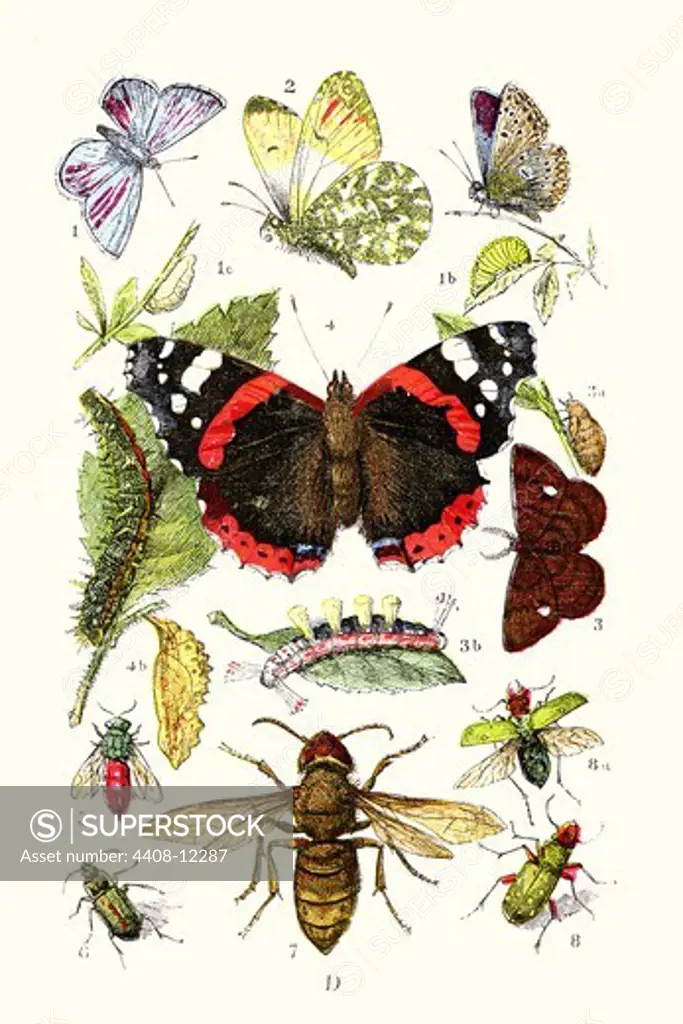 Blue Butterfly, Red Admiral, Firetail and Sun Beetle, Insect Studies