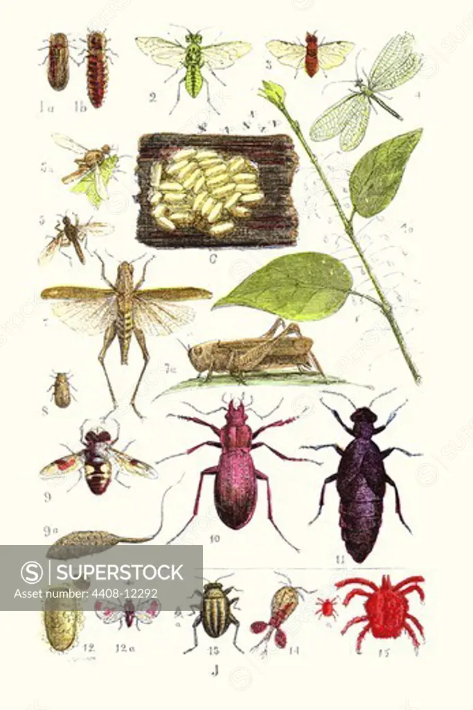 Glow-worm, Lacewing Fly, Grasshopper,Scarlet Spider, Insect Studies